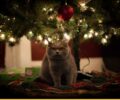 7 полезных советов, как защитить новогоднюю ёлку от кота