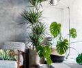 6 лучших комнатных растений для вашего дома