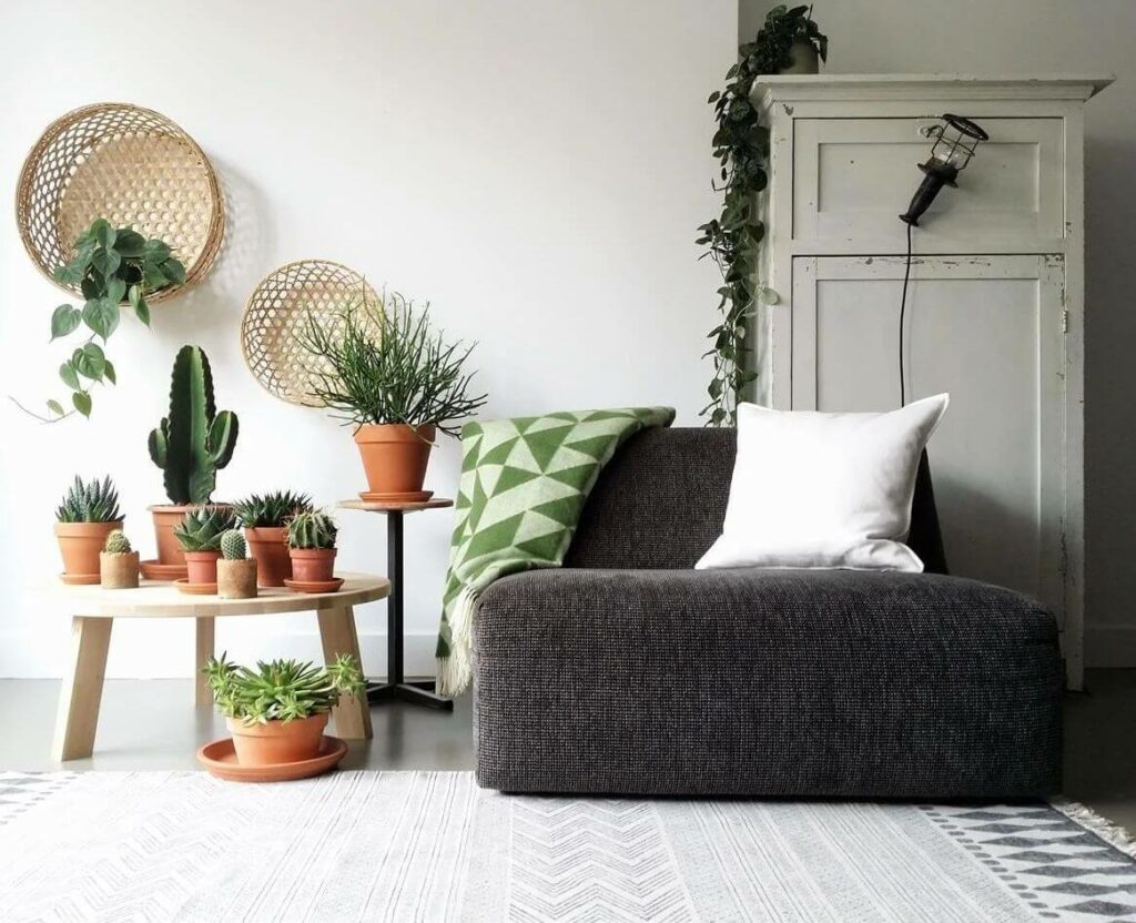 освежить интерьер с помощью растений