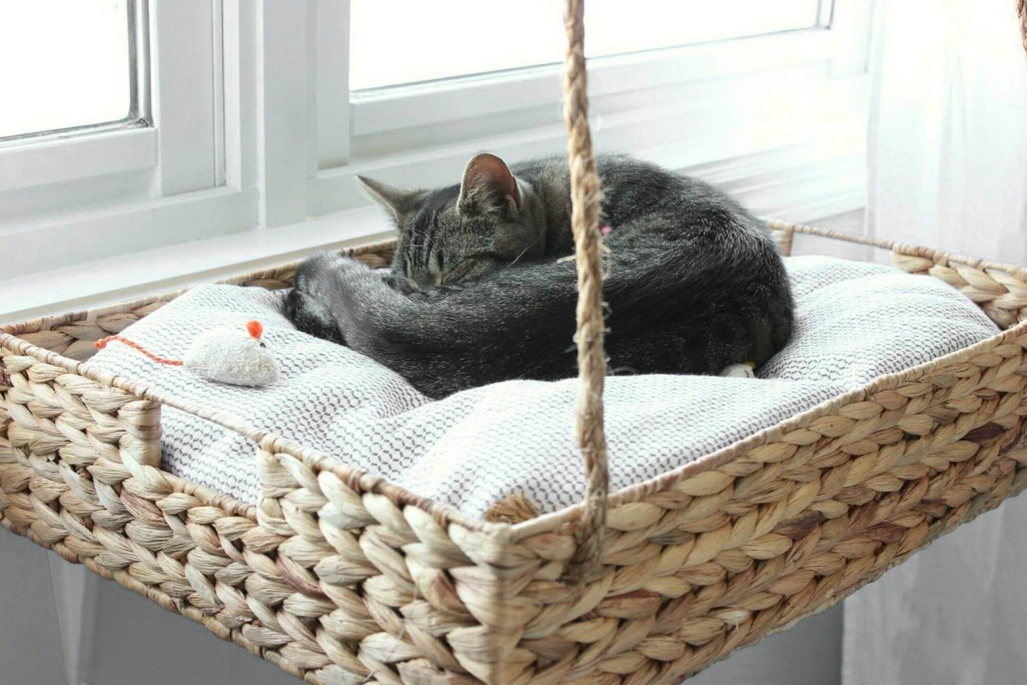 уютное место для кошки у окна