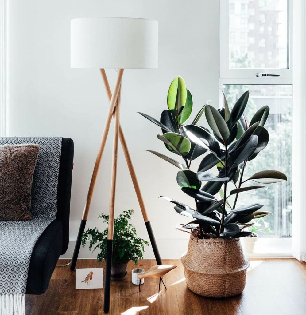 Топ-5 самых неприхотливых растений для вашего дома