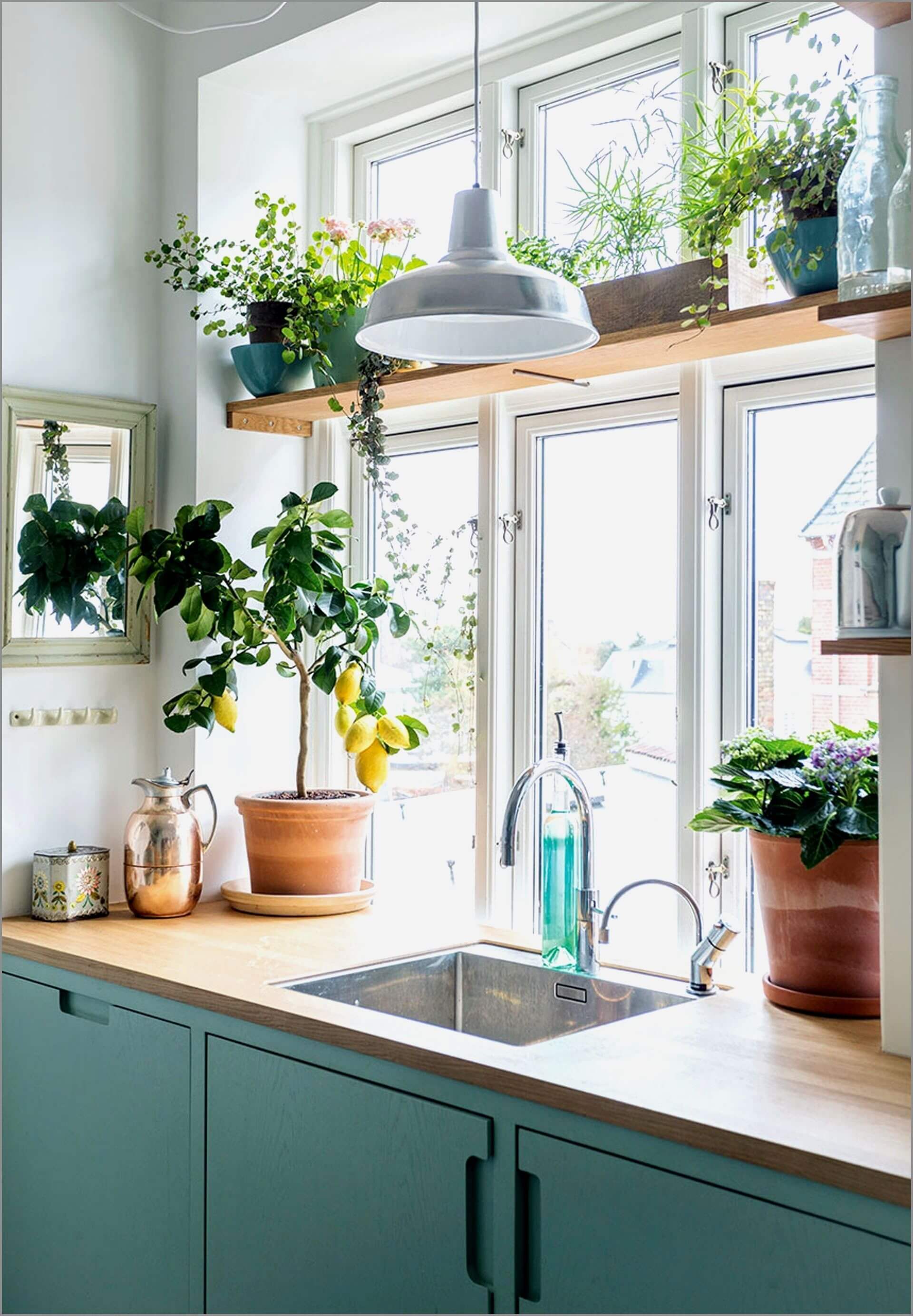 растения на кухне у окна
