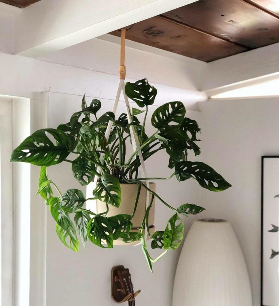 5 лучших неприхотливых растений для подвесных кашпо