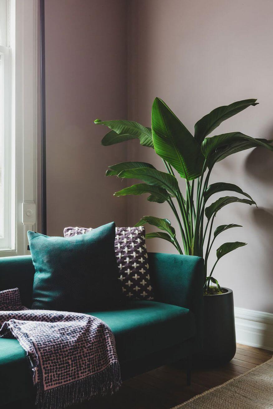 большое растение у дивана