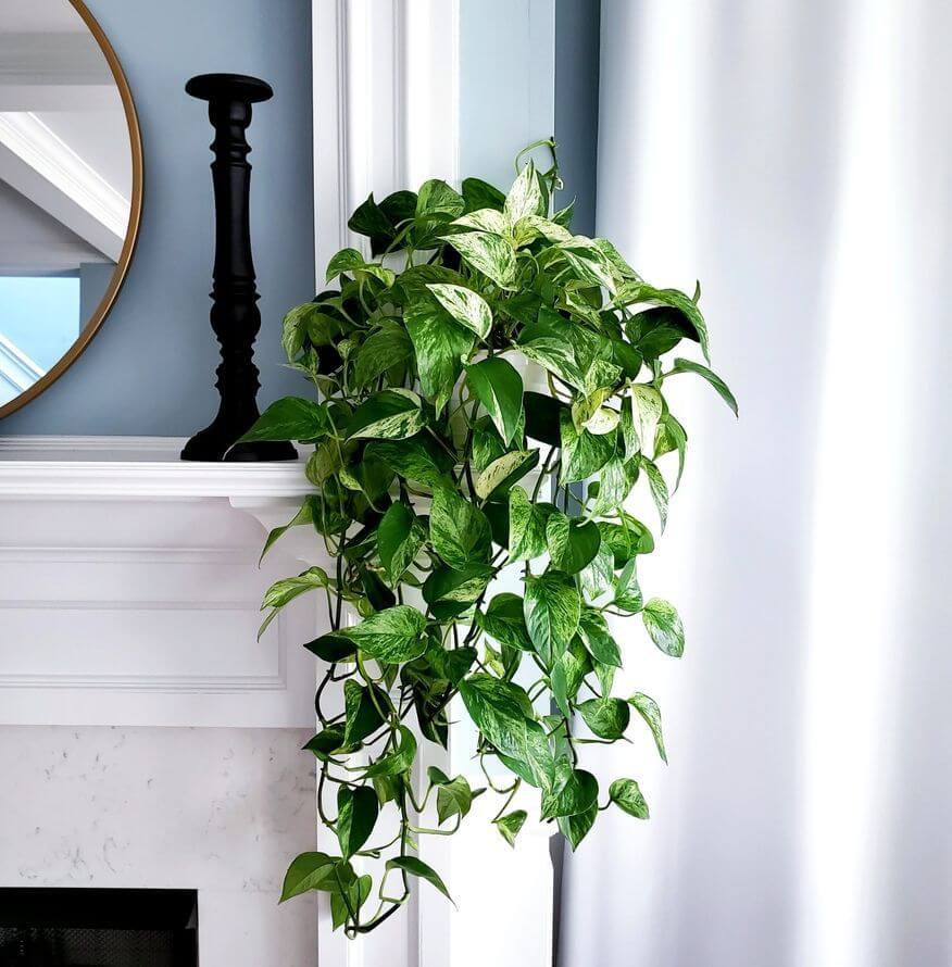 7 лучших неприхотливых подвесных растений для вашего дома