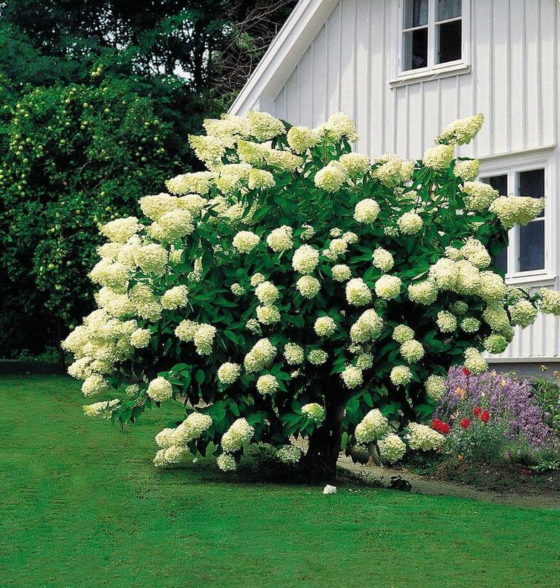 5 лучших высоких декоративных кустарников для дачи и сада