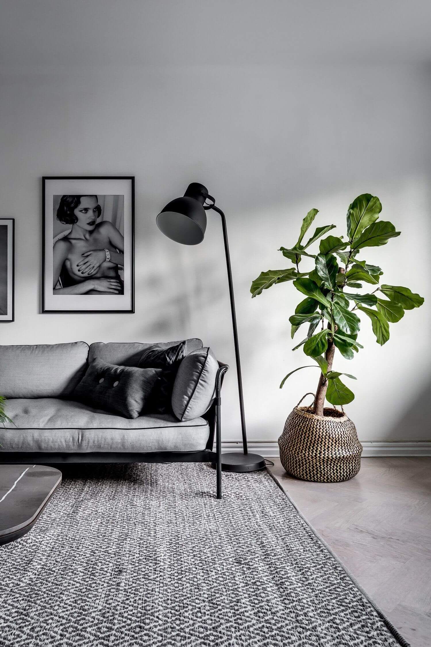 Большое комнатное растение в стильном кашпо