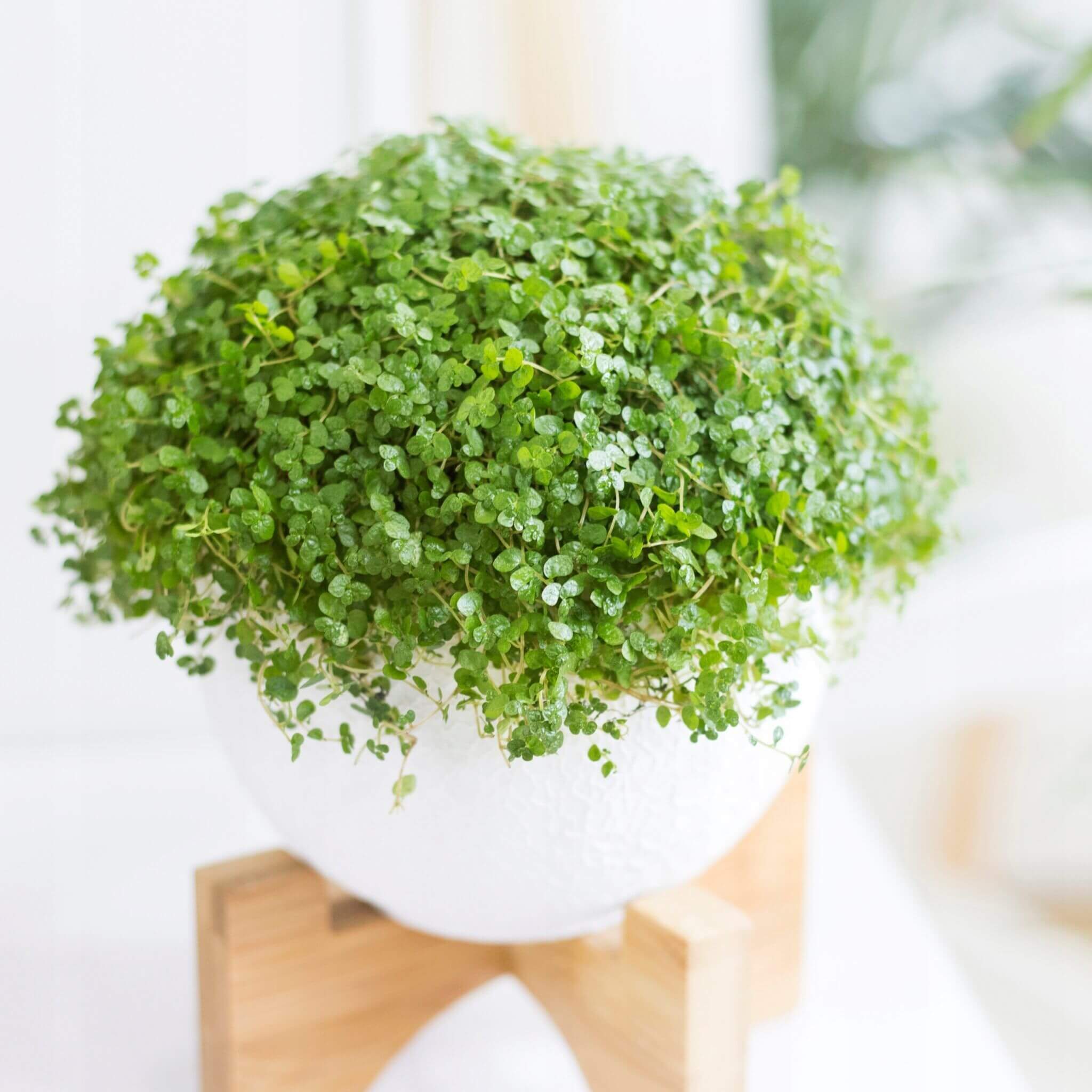 Солейролия (гелксина)