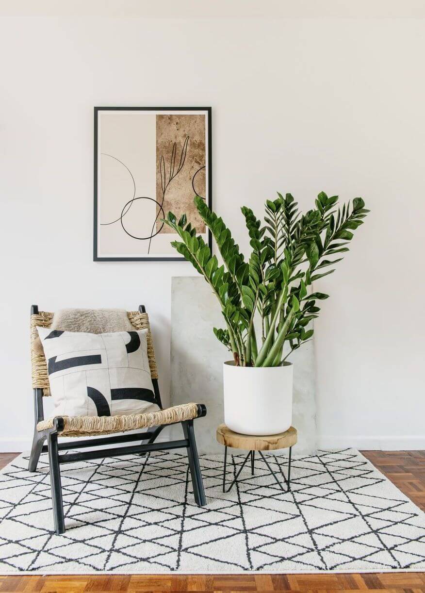 Замиокулькас