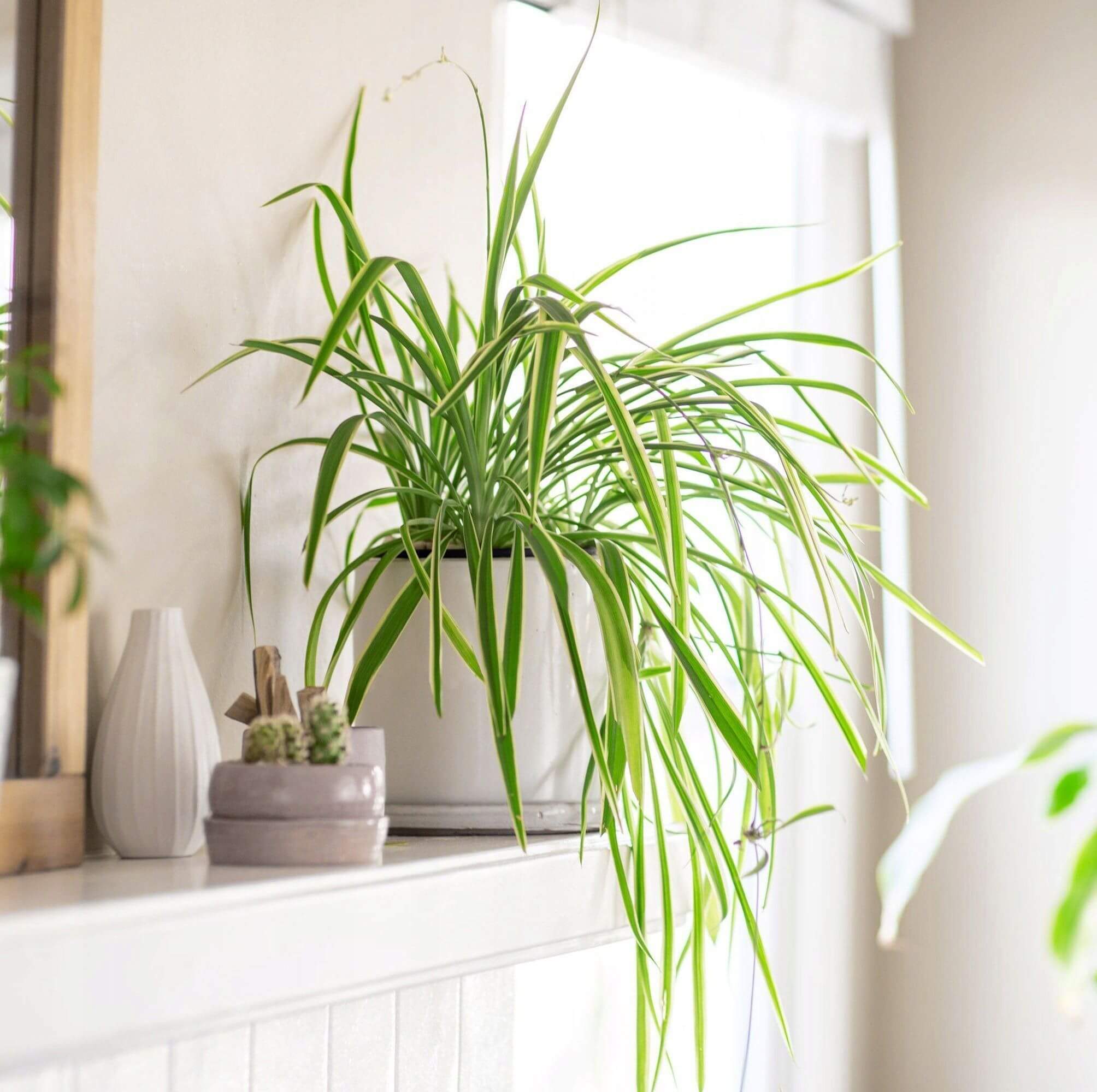 Хлорофитум