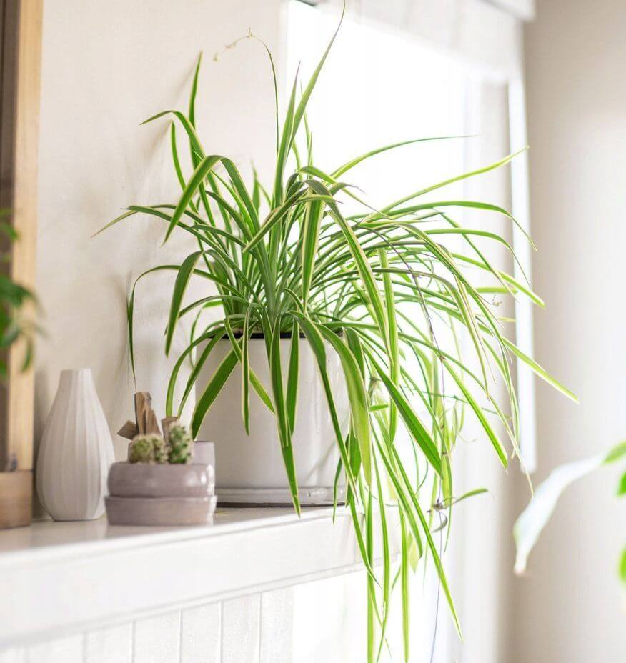 Топ-5 комнатных растений, поглощающих влагу