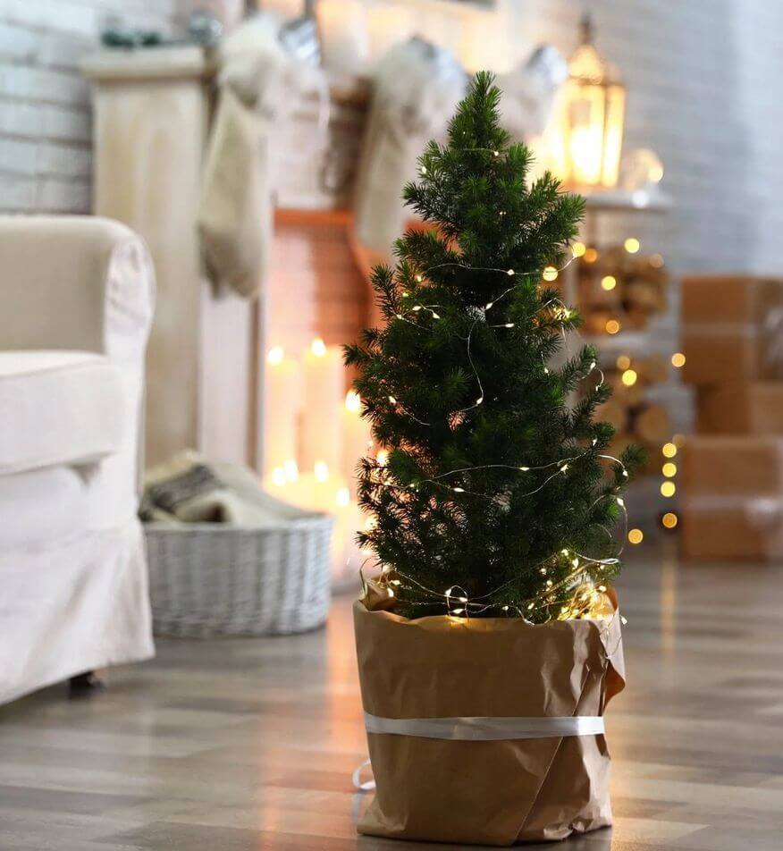 Живая ель в горшке на Новый год: советы по уходу