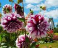 7 цветов, которые цветут в августе